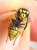 Vespula germanica